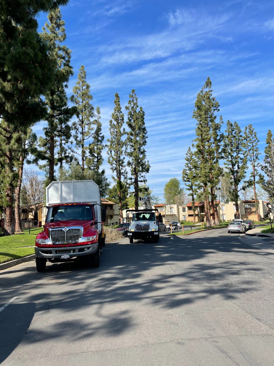 Residential Tree Removal in Placentia, CA